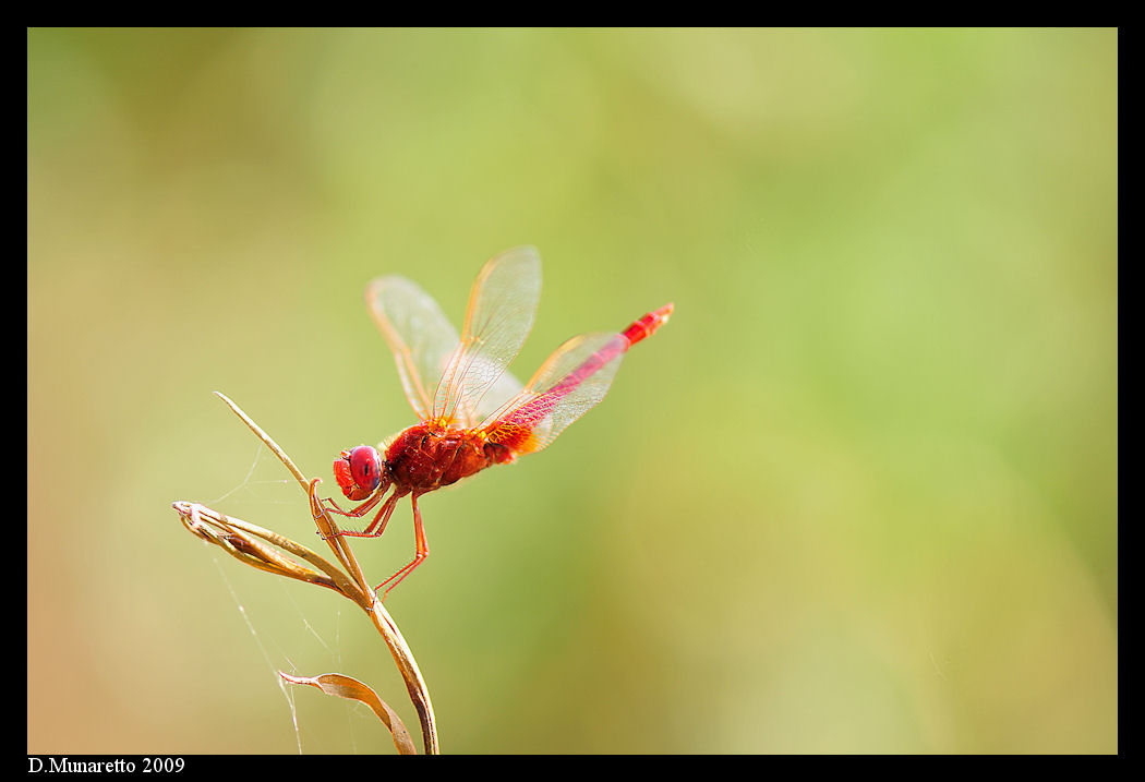 Libellule...pastello due!